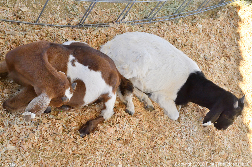 The Animal Farm 04